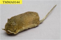 藏品(刺鼠)的圖片